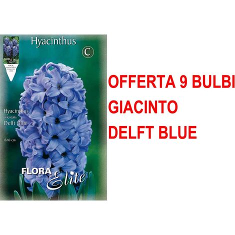 OFFERTA 9 BULBI GIACINTO DELFT'S BLAUW
