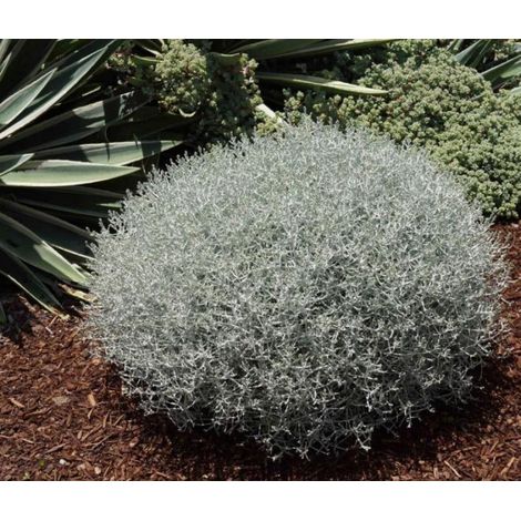 OFFERTA 3 PIANTE DI CALOCEPHALUS BROWNII IN VASO 10.5CM SEMPREVERDE balcone