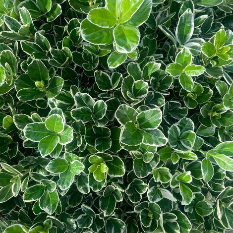 Euonymus japonicus kathy - Fusain du Japon - Pot 11 cm