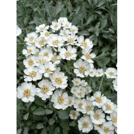 Achillée en ombelle Godet de 8/9 cm (1/3)