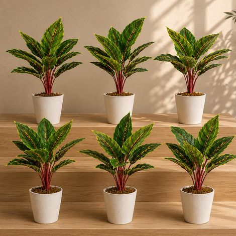 Pack of 6 x 38cm Potted Calathea Veitchiane - Premium Quality (1/5)