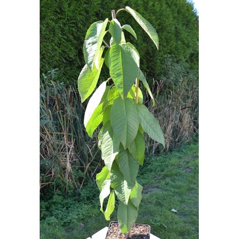 Cerisier nain 'Sylvia' Pot de 4L/5L, Colonnaire
