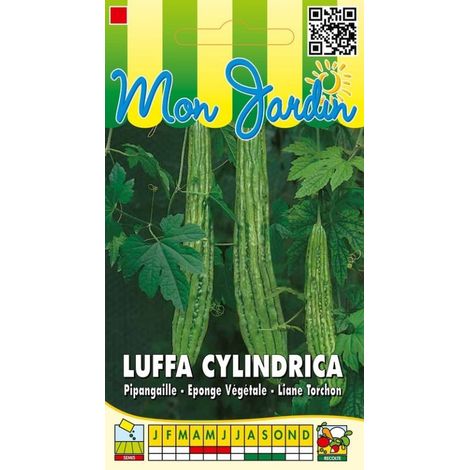 Luffa cylindrica éponge végétale – Graines non hybrides – Exposition plein soleil – Semis au printemps sous serre chaude – Récolte tous les 4 mois – Graines Bocquet