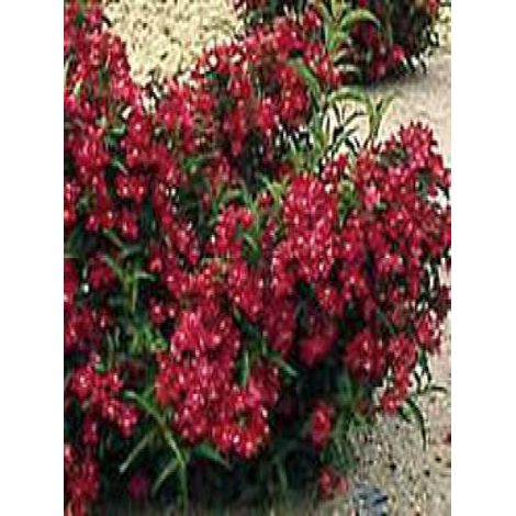 Weigelia  'Nain Rouge'® Pot de 3L/4L