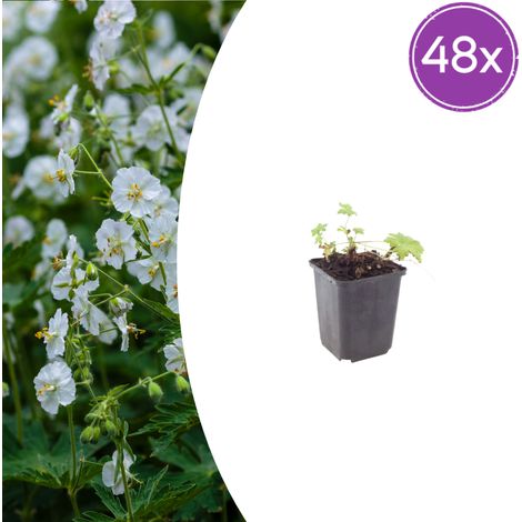 Lot de 48 Géraniums Vivaces White Ness Couvre-sol Fleurs Blanches Pot Ø 9 cm Hauteur 10-25 cm - PANGIVO (1/5)