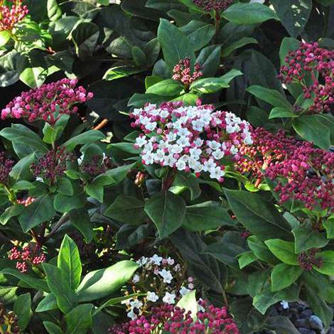 Viorne tin, Laurier tin 'Gwenllian' - 25-30 cm pot