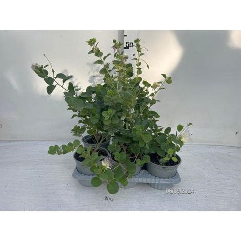 Cappero in Vaso 14 cm – Altezza 20 cm, Pianta Mediterranea