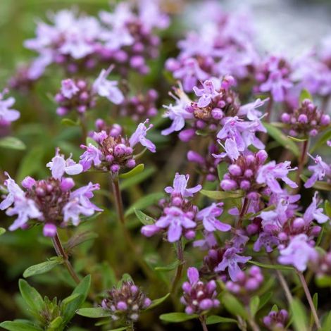 Thym couché (Thymus praecox)