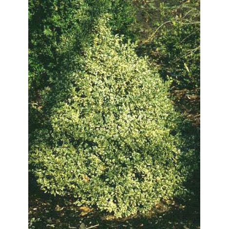 Buis commun 'Elegantissima' Pot de 2L/3L