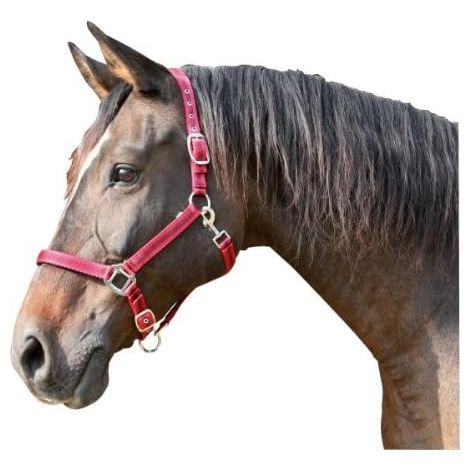 1 Licol Cheval Réglable Polyamide Renforcé Muserole Têtière Équitation