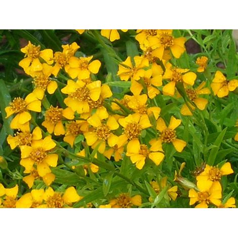 100 graines - MEXICAIN estragon GRAINES HERBES (1/5)