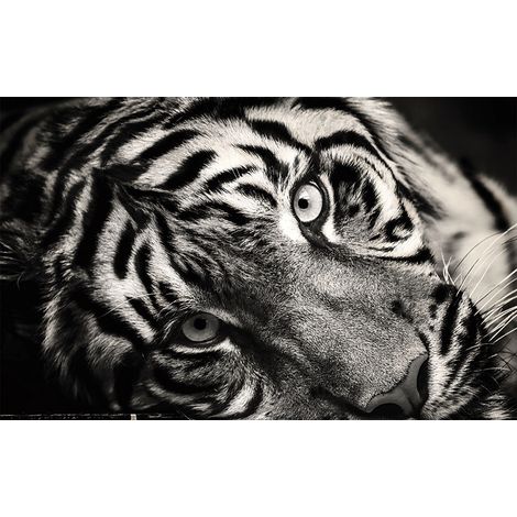 Affiche animaux magnifique tigre,  60x40cm - made in France (1/5)