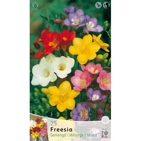 FREESIA SINGLE MIXED (CONFEZIONE DA 25 BULBI)