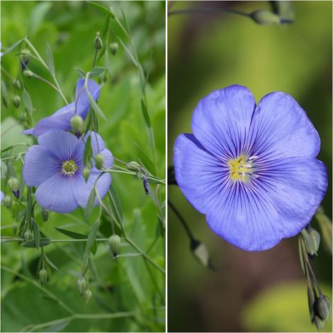Semillas de Lino Azul. Linum Perenne. 50 Gramos