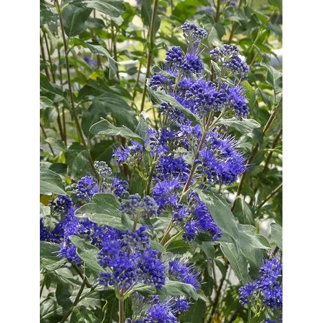 Barbe-bleue, Spirée bleue 'Thetis' Pot de 2L/3L (1/3)
