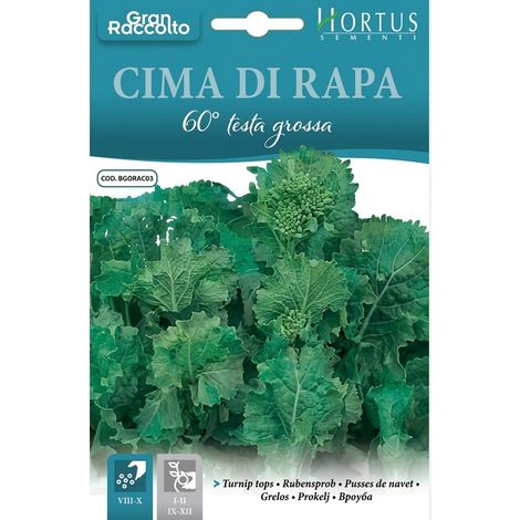 Cima di rapa 60 testa grossa - große, saftige Köpfe für vielseitige Gerichte