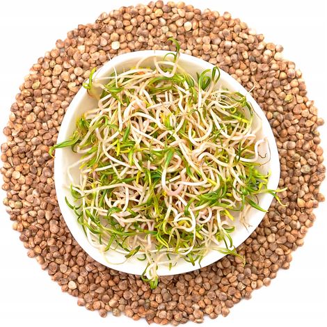 Germinador de semillas de espinacas - 50 g (1/3)