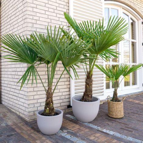 Palma cinese a ventaglio "Trachycarpus fortunei" pianta in vaso 9 cm