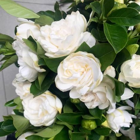 Graines de Jasmin 400, Plantes Vivaces Non OGM, Jasminum, Idéal pour Jardin, Balcon et Décoration (1/5)