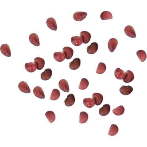 Graines de fraisiers comestibles pour la décoration intérieure, le jardinage et le balcon. (1/5)