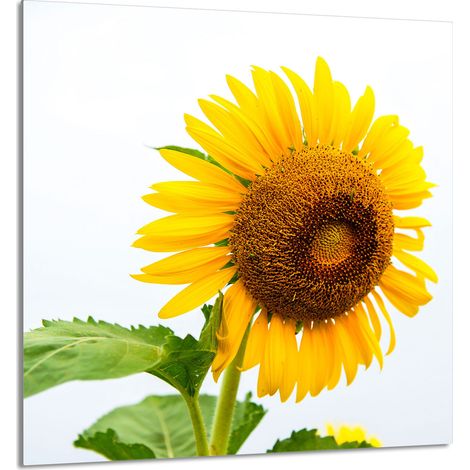 GLASPLATTE FÜR KÜCHE 60x65 Blume (1/5)