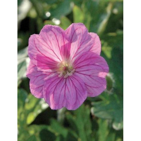 Géranium vivace 'Blushing Turtle' Godet de 8/9 cm (1/3)