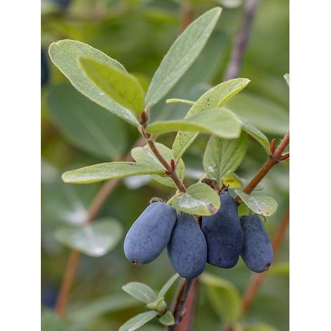Chèvrefeuille à baies de miel 'Sweet Myberry' Pot de 3L/4L, Livré en hauteur 30/40 cm