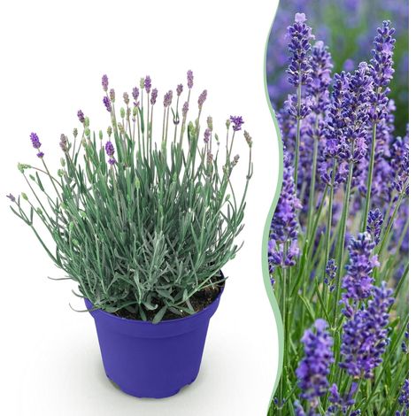 Lavande Hidcote Lavandula angustifolia Plante de Jardin Parfumée Violet 1 Plante Pot Ø 12 cm - PANGIVO (1/5)