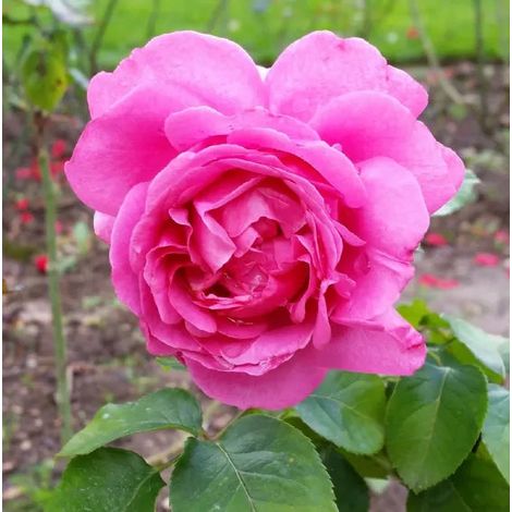 Gardenaria Rosa rampicante 'Yves Piaget' Meilland - Rosa da giardino - Altezza: 180 cm (vaso 17) (1/3)