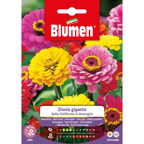 SEMI ZINNIA GIGANTE MIX CALIFORNIA BLUMEN