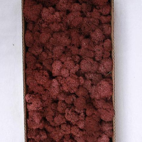 marrona Dcoration Murale En Mousse Prserve Vritable Mousse Prserve Aucun Entretien Requis Mousse Naturelle Prserve Pour La Maison, Les Ftes Mural (1/5)