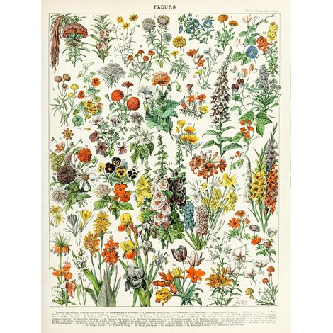 Millot Encyclopedia Page Flowers Plants Unframed Wall Art Print Poster Home Decor Premium Fleurs Plante Mur Affiche Accueil Déco (1/5)