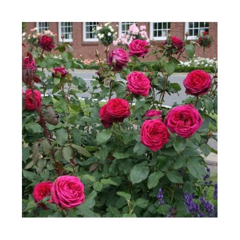 Gardenaria Rosa 'Grafin Diana' - Rosa da giardino - Altezza: 40/50 cm (vaso20)