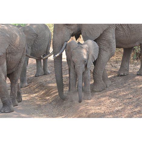 Papier peint panoramique éléphant gris Tapisserie panoramique savane idéale salon Papier peint panoramique 3D Afrique chambre enfant (1/2)