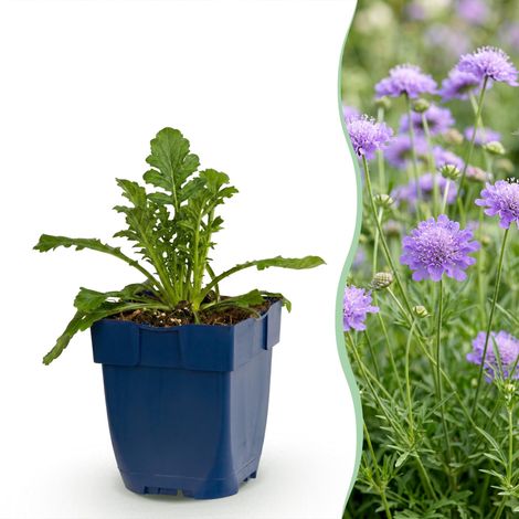 Scabieuse columbaria 'Butterfly Blue' - Plante Vivace Mellifère - Fleurs Bleues - Pot Ø 11 cm - PANGIVO (1/5)
