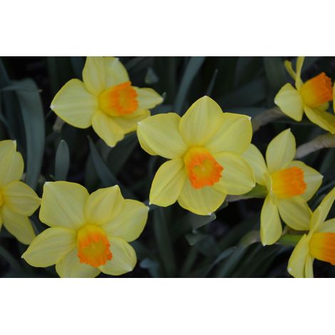 5 bulbes de Narcisse Fortune 12/14 - jaune à coupe orange (1/2)