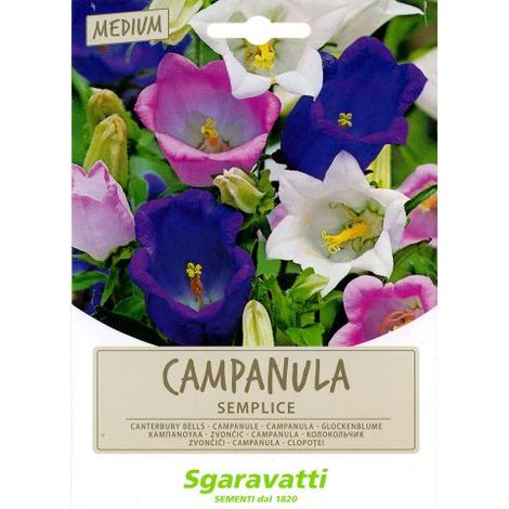 SEMI PER PRATO UNIVERSALE campanula semplice 20 PZ