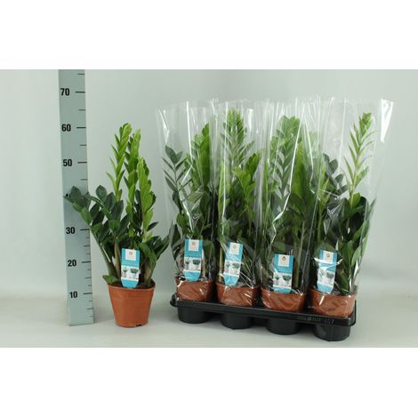 Zamioculcas zamiifolia - Plante Verte d'Intérieur Naturelle - Pot Ø 14 cm - Hauteur 65 cm - PANGIVO