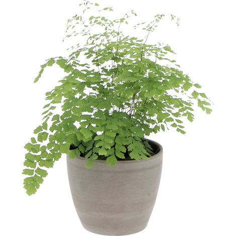 Felce Capelvenere con Vaso in Ceramica Earth - Adiantum Raddianum Fragrans - H 35-40 cm Vaso Ø 14 cm