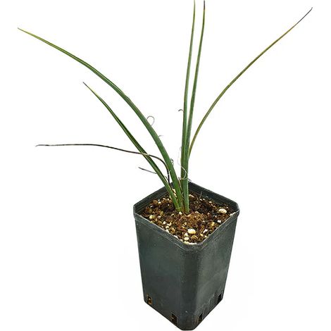 Dasylirion cedrosanum – Plante sculpturale pour jardins secs et méditerranéens (1/5)