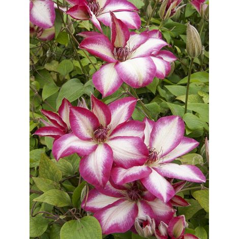 Clématite 'Picotee' Pot de 2L/3L