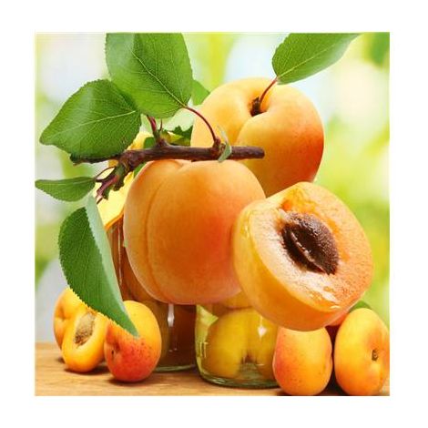 ABRICOTIER BERGERON - Arbres fruitiers - LE SCION GREFFE
