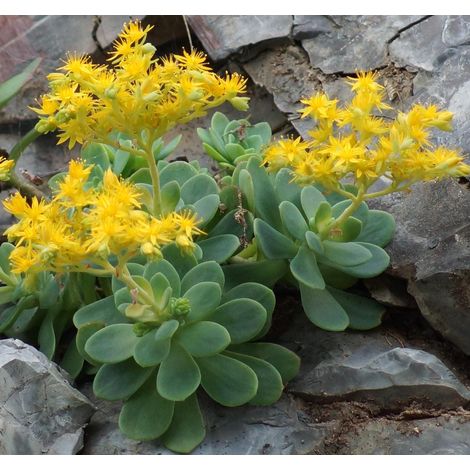 2 head cuttings - sedum palmeri s watson  succulent