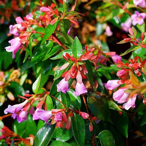 Abelia 'Edward Goucher' - 25-30 cm pot