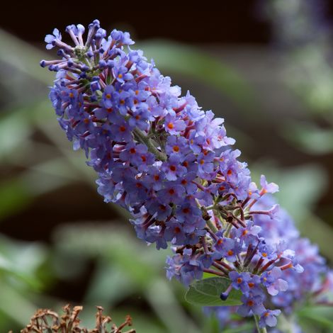 Arbre aux papillons nanho blue - Buddleja davidii nanho blue Pot 3L (1/3)