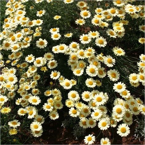 Kit Graines de Marguerites – 2000 Graines – Jaune Citron – Fleurs Doubles – Avec Engrais – Jardin Balcon (1/2)