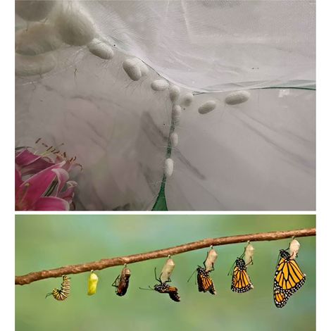 Habitacle pour Insectes et Papillons Cage d'Élevage Portative Reusable Grande Capacité 40x40x60cm (1/3)