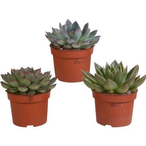 Lot de 3 Echeverias Succulentes en Mélange, Plantes Grasses en Forme de Fleur, Pot de 10,5 cm - PANGIVO (1/5)