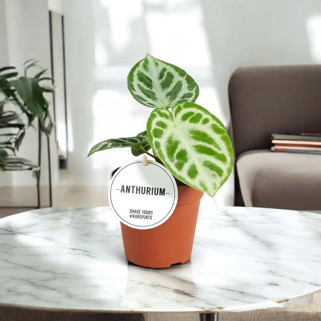Gardenaria Anthurium 'Silver Blush' - Pianta da interno ornamentale - Altezza: 20 cm (vaso 12)