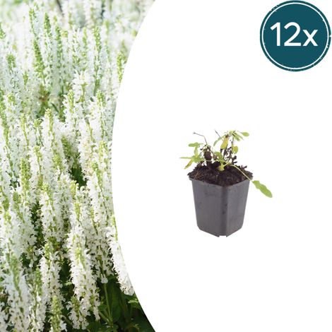 Lot de 12 Sauges des bois Salvia nemorosa Schneehügel Vivace Mellifère Bleu Clair H10-25 cm Ø9 cm - PANGIVO (1/5)